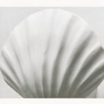 Applique murale LED coquillage – Image 5